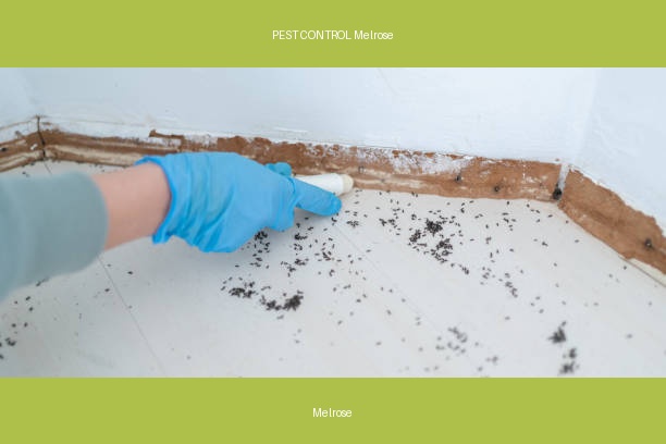 PEST CONTROL Melrose